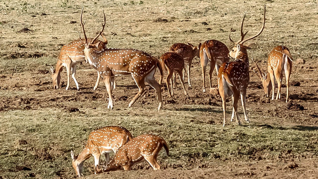 Prywatna wycieczka z Mirissa do Ella z Udawalawe Safari
