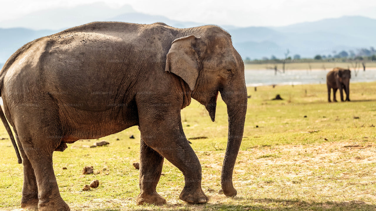 Prywatna wycieczka z Mirissa do Ella z Udawalawe Safari