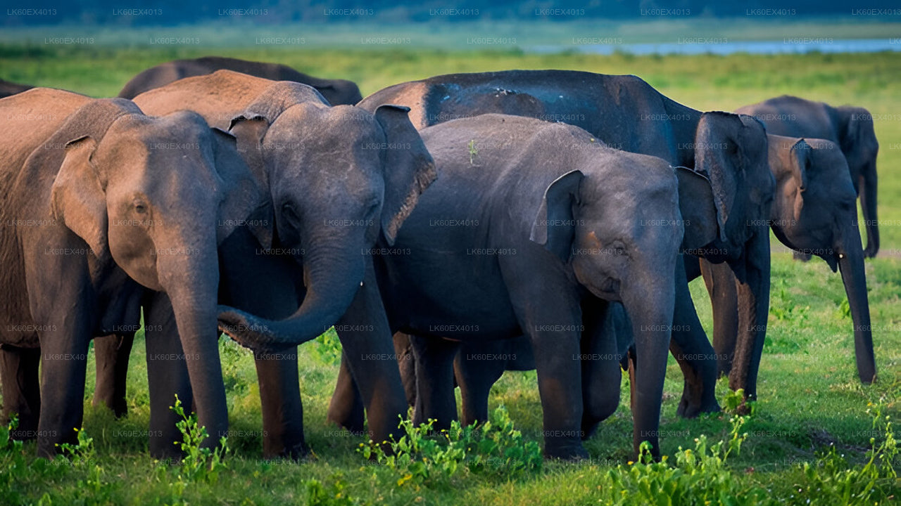 Prywatna wycieczka z Mirissa do Ella z Udawalawe Safari