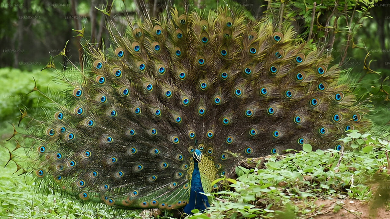 Prywatna wycieczka z Mirissa do Ella z Udawalawe Safari