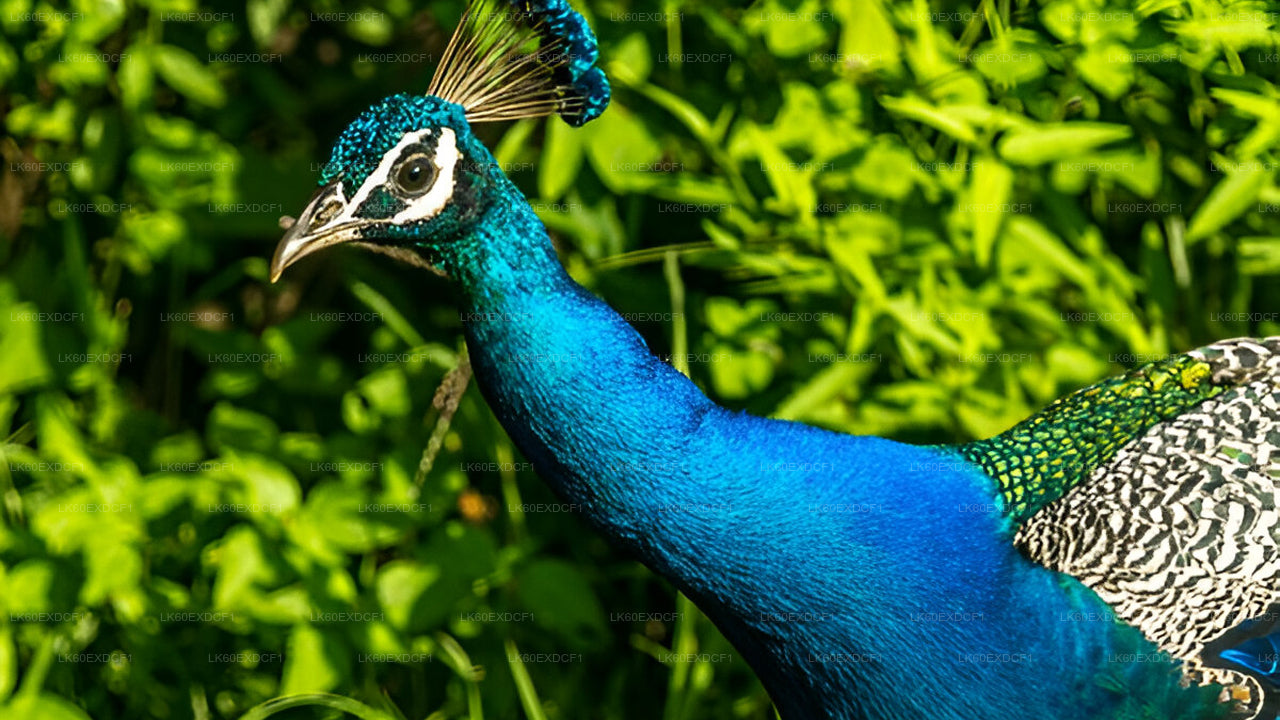 Prywatna wycieczka z Elli do Mirissa z Udawalawe Safari