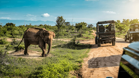 Prywatna wycieczka z Elli do Mirissa z Udawalawe Safari