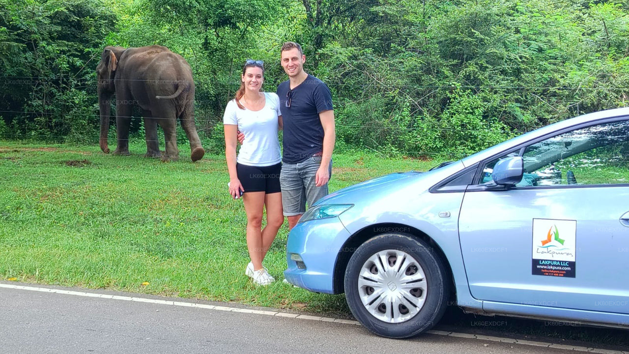 Prywatna wycieczka z Elli do Mirissa z Udawalawe Safari