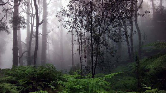 Wycieczka przygodowa po lesie deszczowym Sinharaja