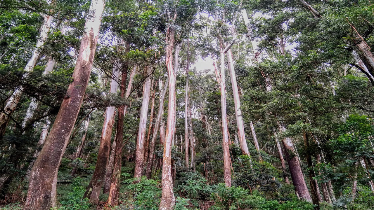 Odkryj las deszczowy Sinharaja (pół dnia)