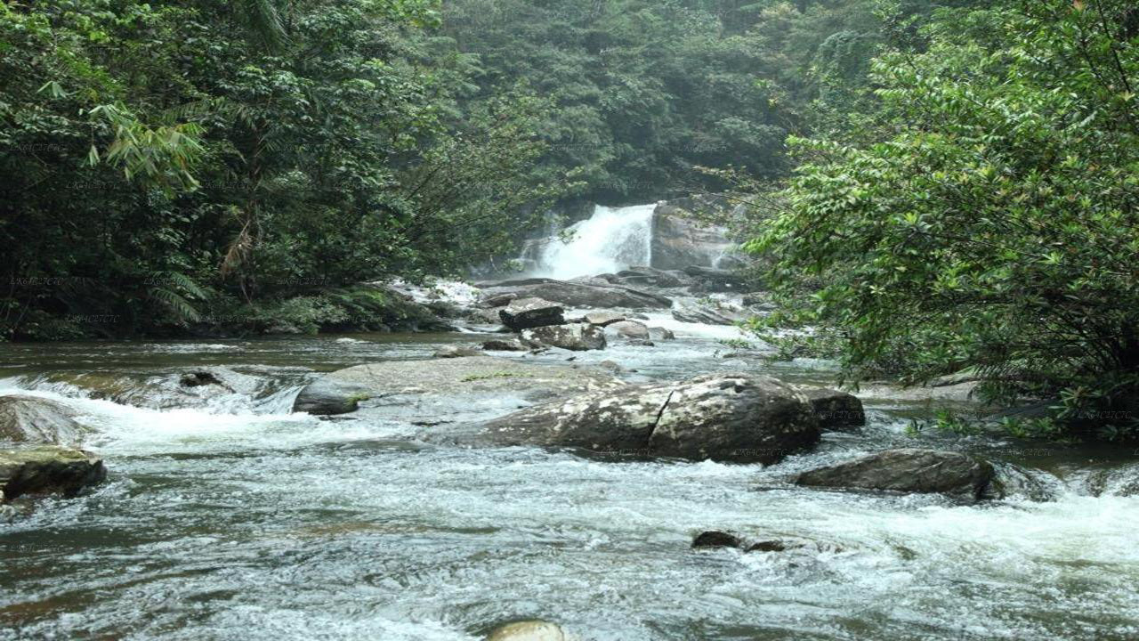 Odkryj las deszczowy Sinharaja (pół dnia)