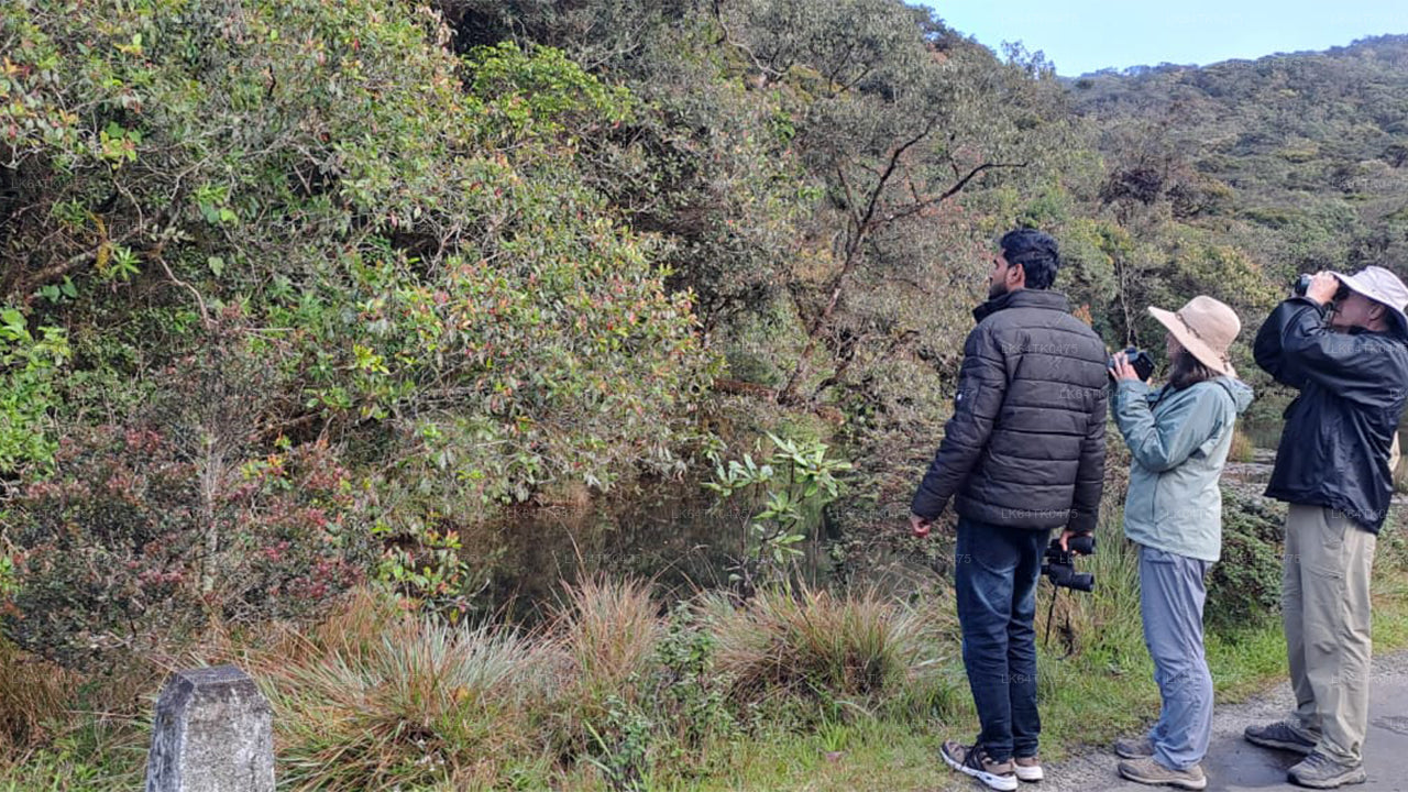 Obserwowanie ptaków z lasu deszczowego Sinharaja