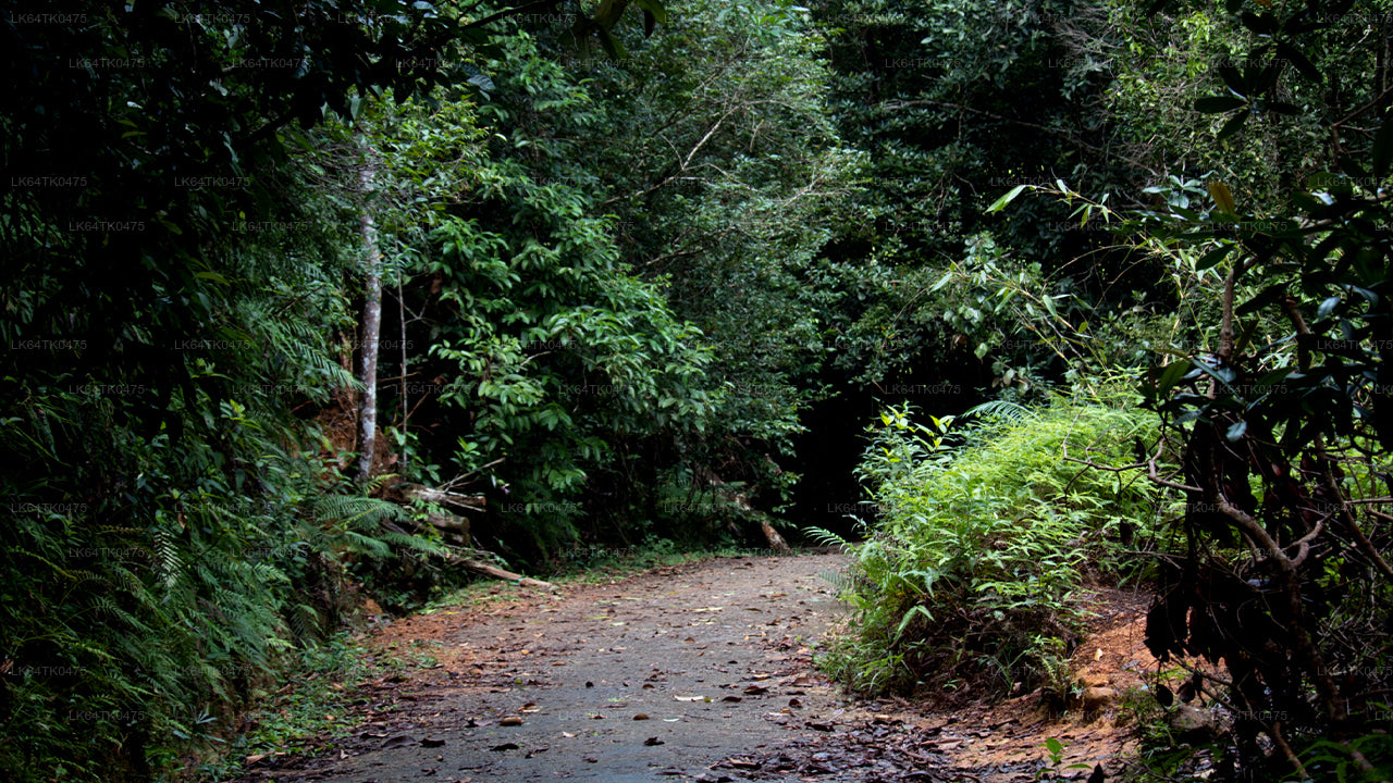Obserwowanie ptaków z lasu deszczowego Sinharaja