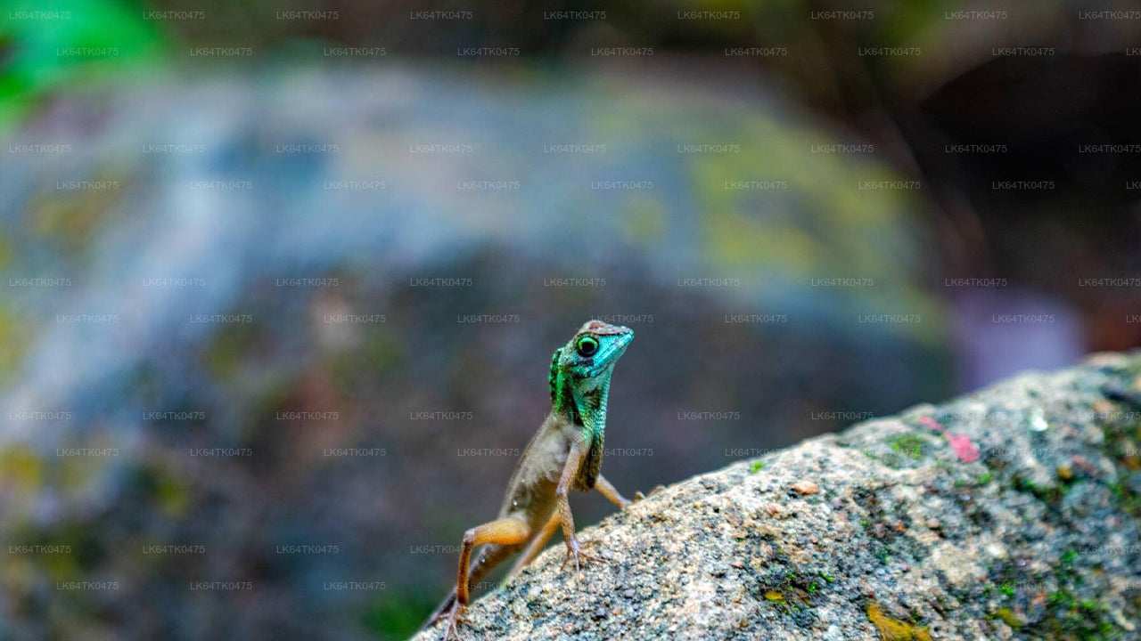 Obserwowanie ptaków z lasu deszczowego Sinharaja