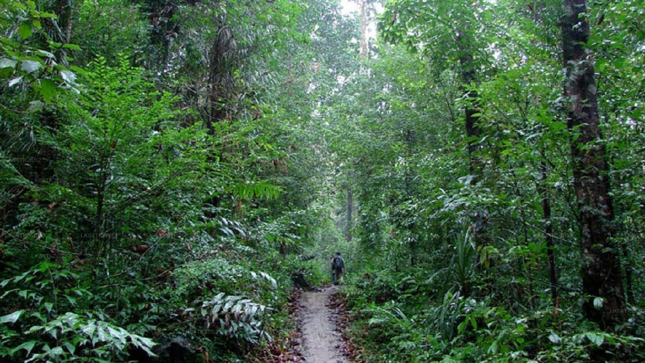 Wędrówka do Skały Lwa z lasu deszczowego Sinharaja