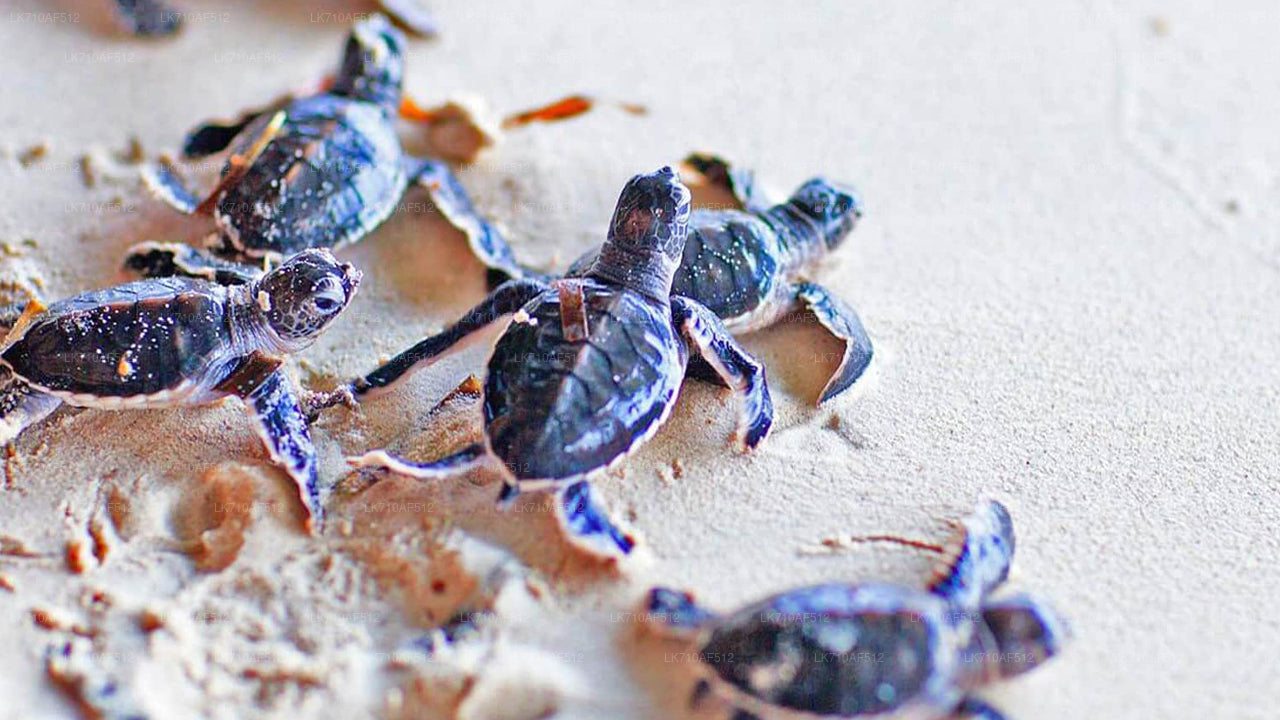 Wycieczka po mieście Bentota