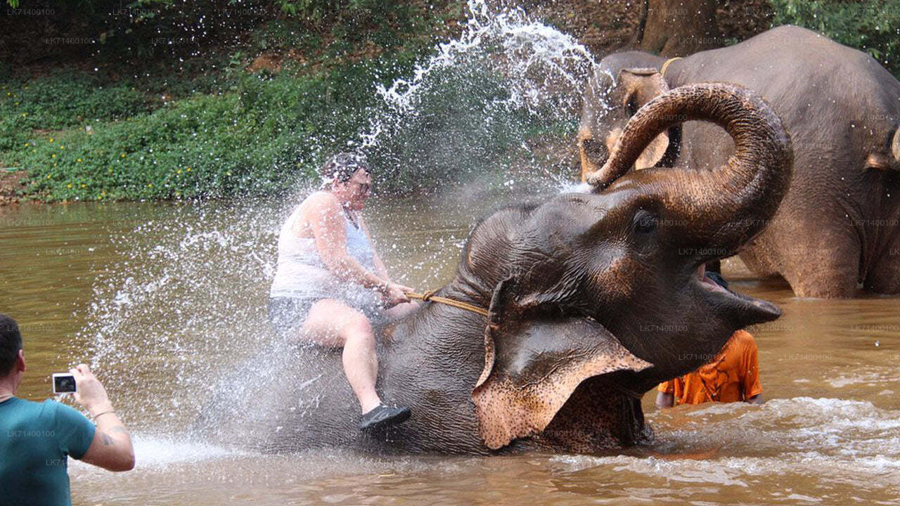 Bilety wstępu do Millennium Elephant Foundation