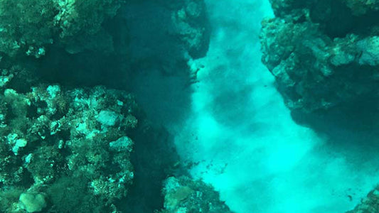 Rejs łodzią ze szklanym dnem z Hikkaduwy