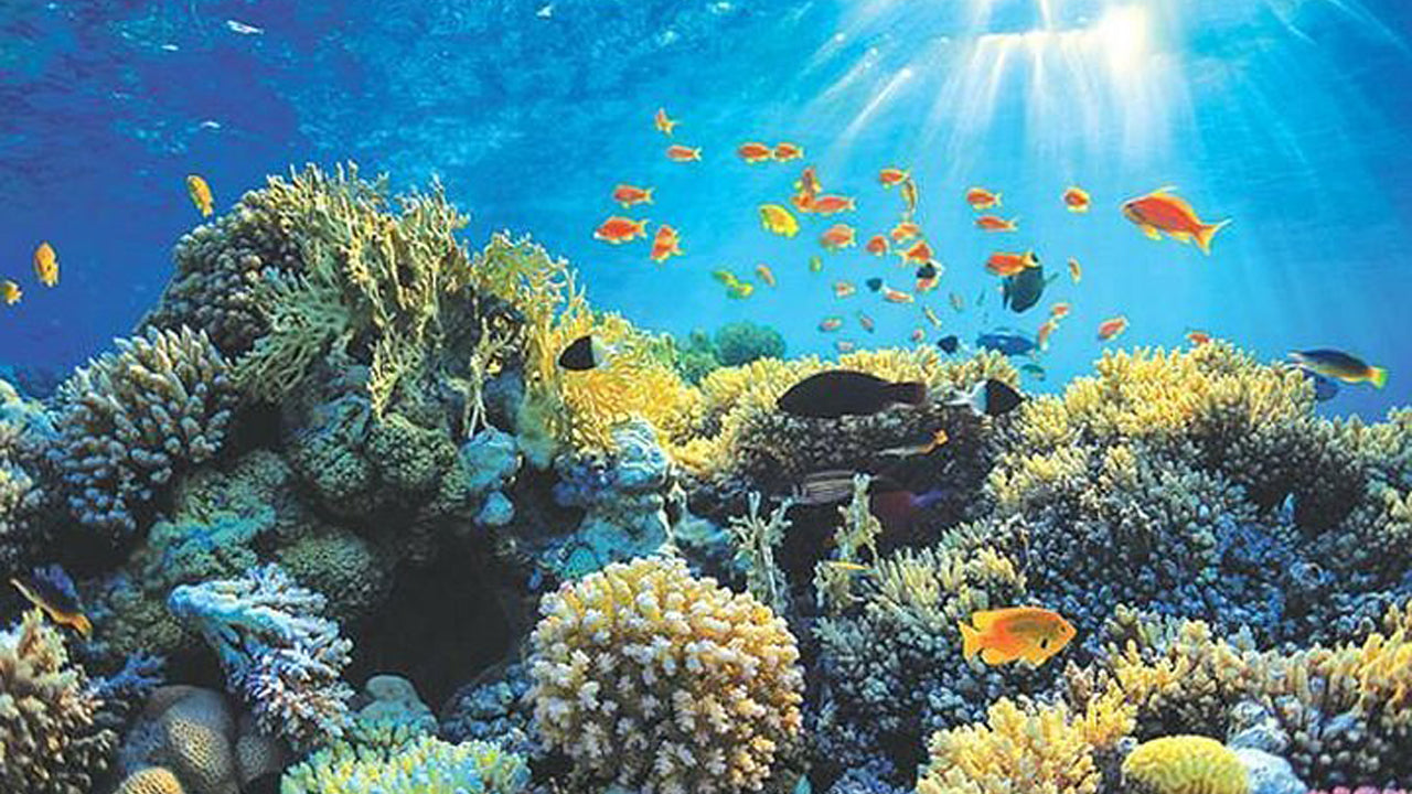 Rejs łodzią ze szklanym dnem z Hikkaduwy