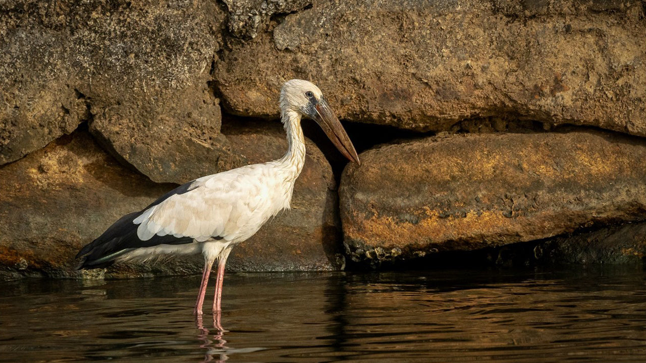 Bird Watching from Koggala Lake