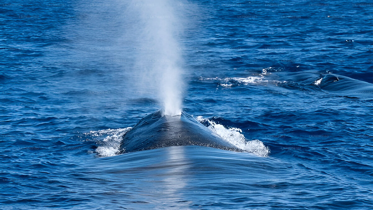 7 Hour whale watching cruise from Trincomalee