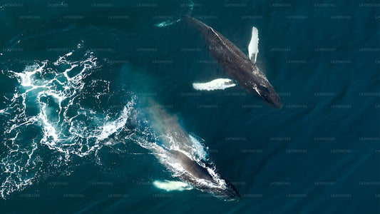 7-godzinny prywatny rejs z obserwacją wielorybów z Mirissy