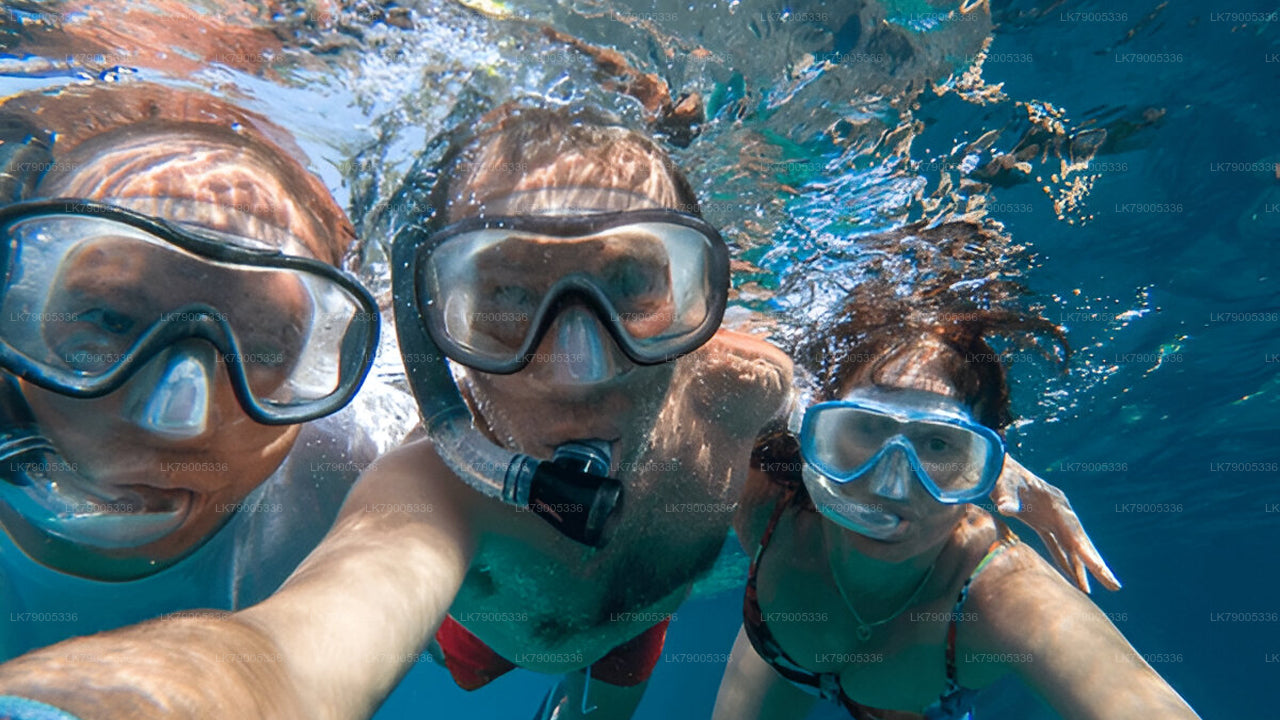 7 Hour whale watching shared cruise from Trincomalee