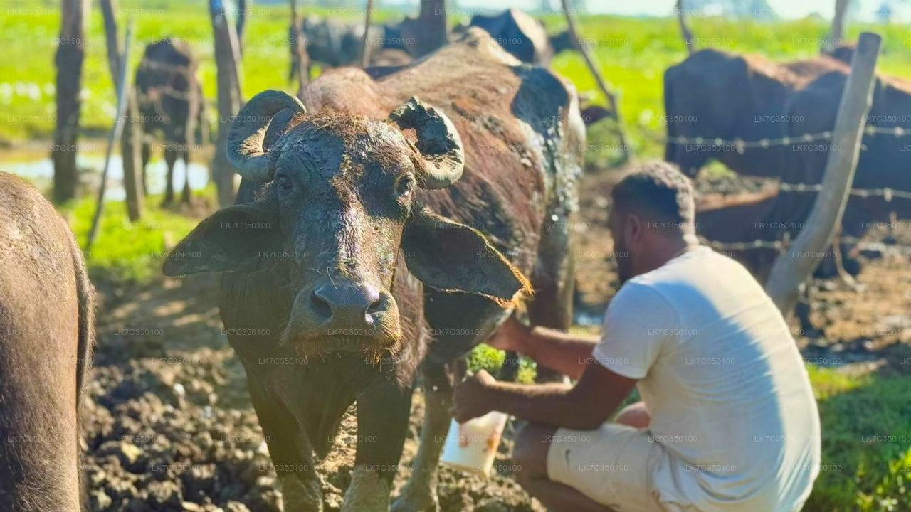 Doświadczenie w przetwarzaniu twarogu w Tissamaharama