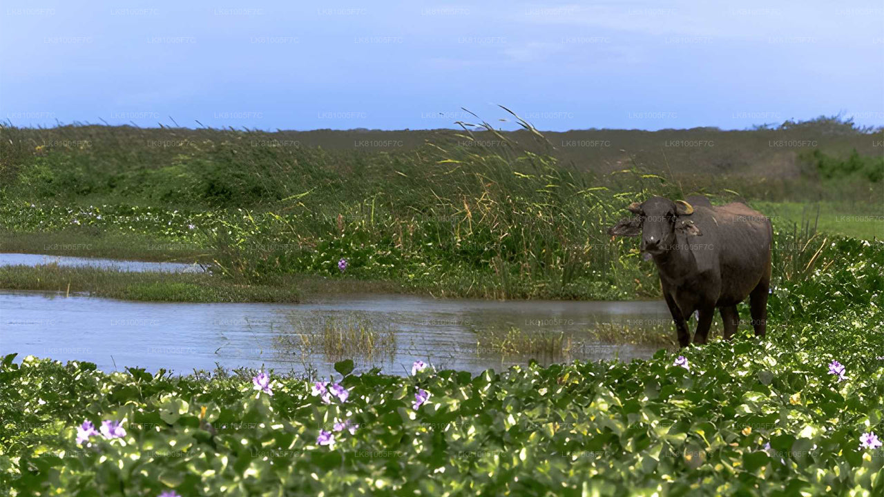 Safari w Parku Narodowym Bundala z portu morskiego Hambantota