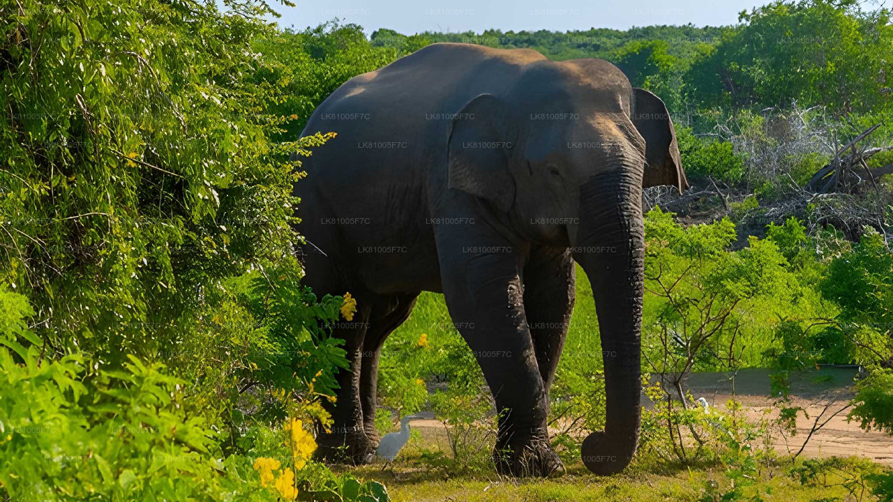 Safari w Parku Narodowym Bundala z portu morskiego Hambantota