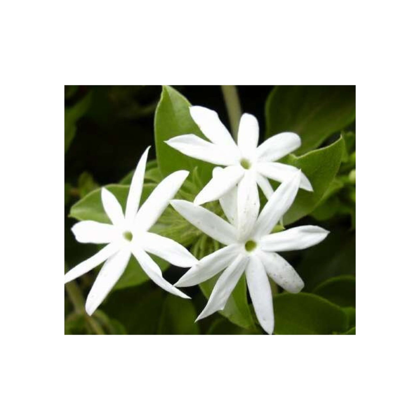Lakpura® Jasmine Plant