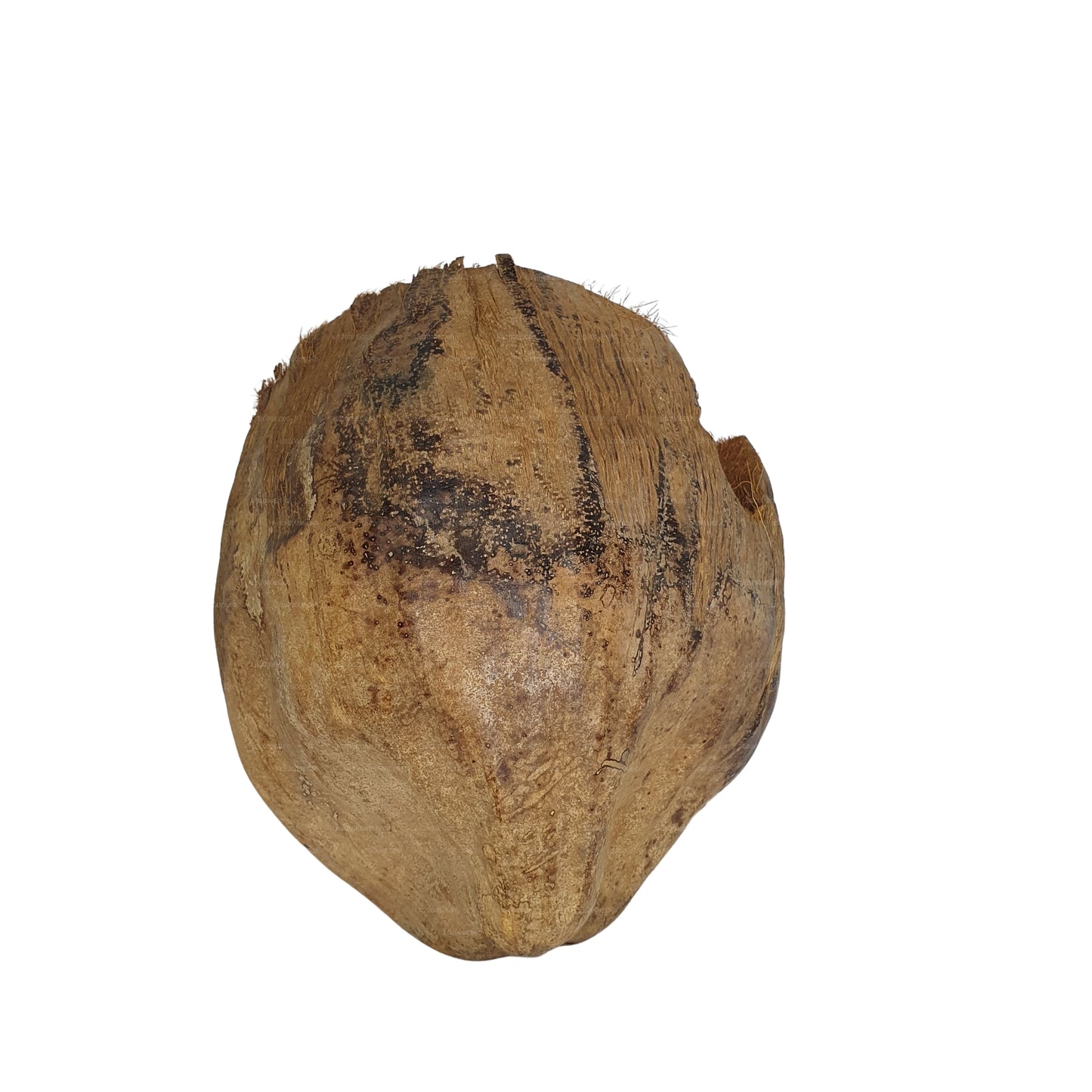 Bivenro Natural 3/4 kryjówka kakaowa z wzorem łuski (wolny rozmiar)