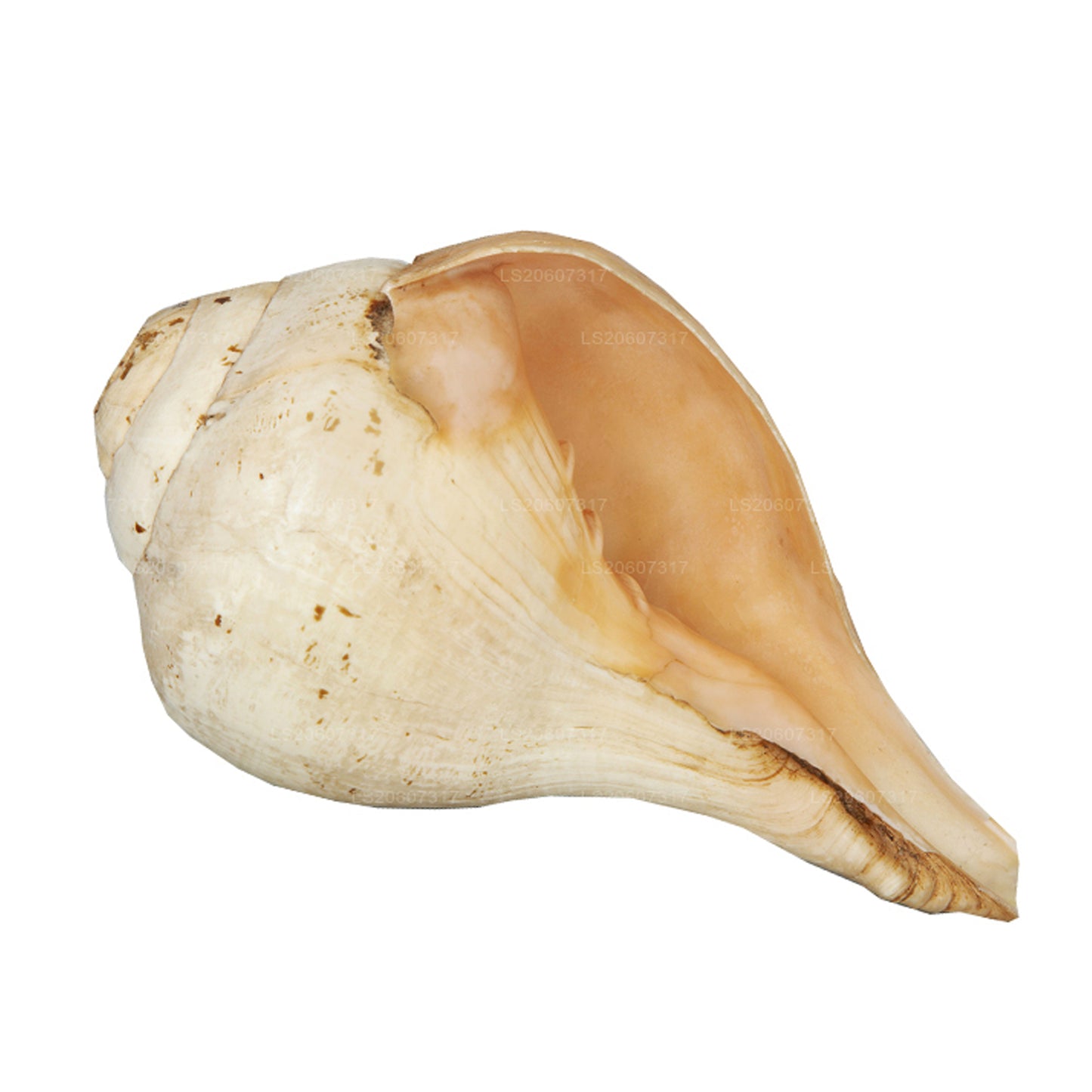 Lakpura Sri Lanki Hakgediya