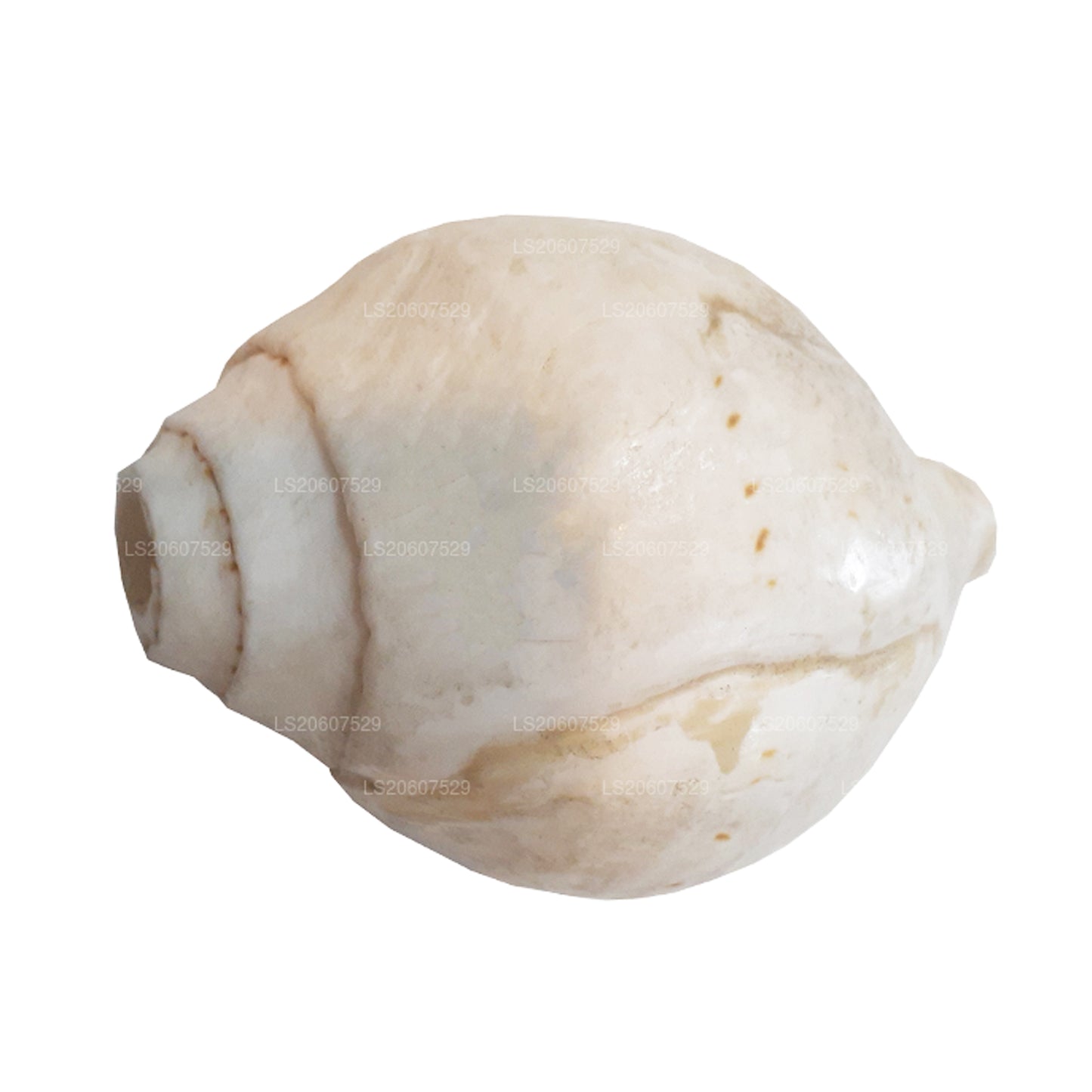 Lakpura Sri Lanki Hakgediya