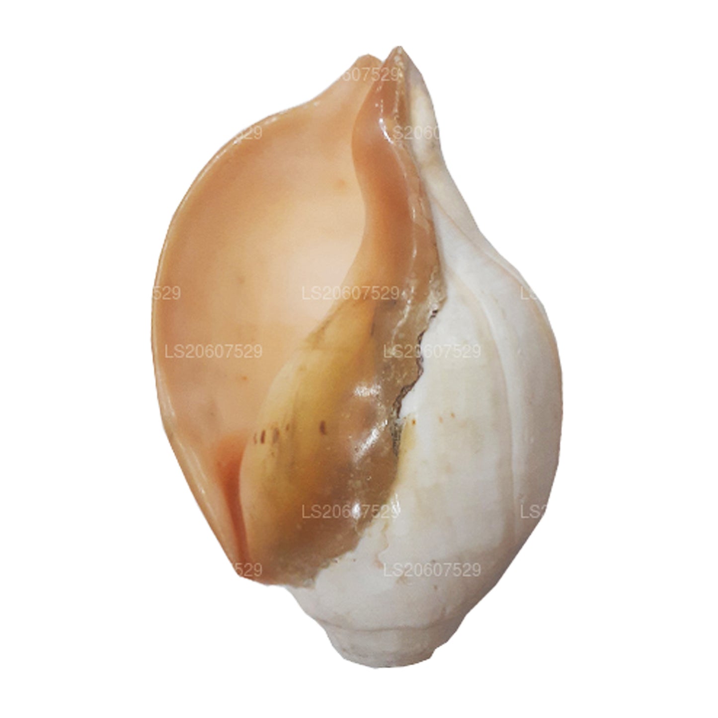 Lakpura Sri Lanki Hakgediya