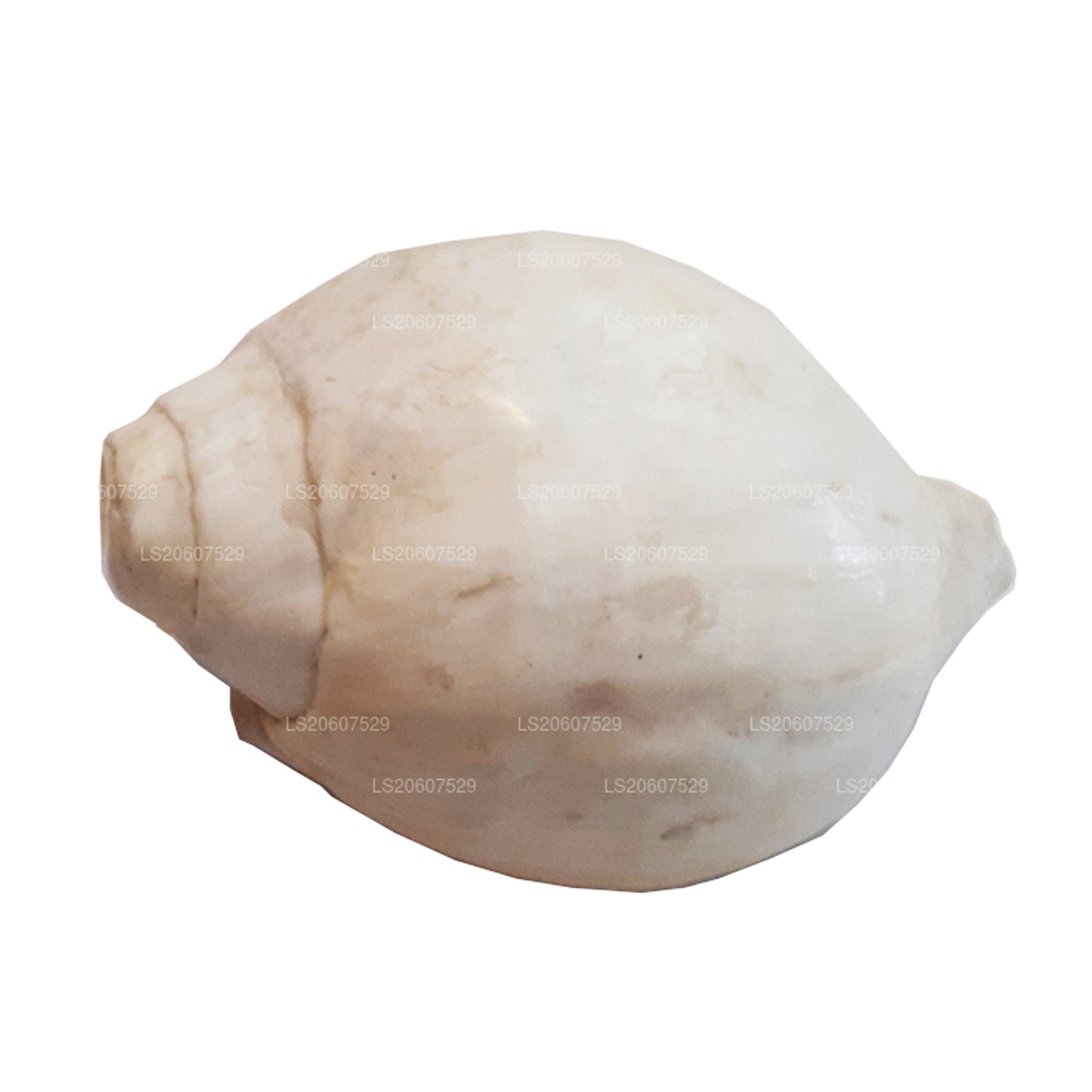 Lakpura Sri Lanki Hakgediya