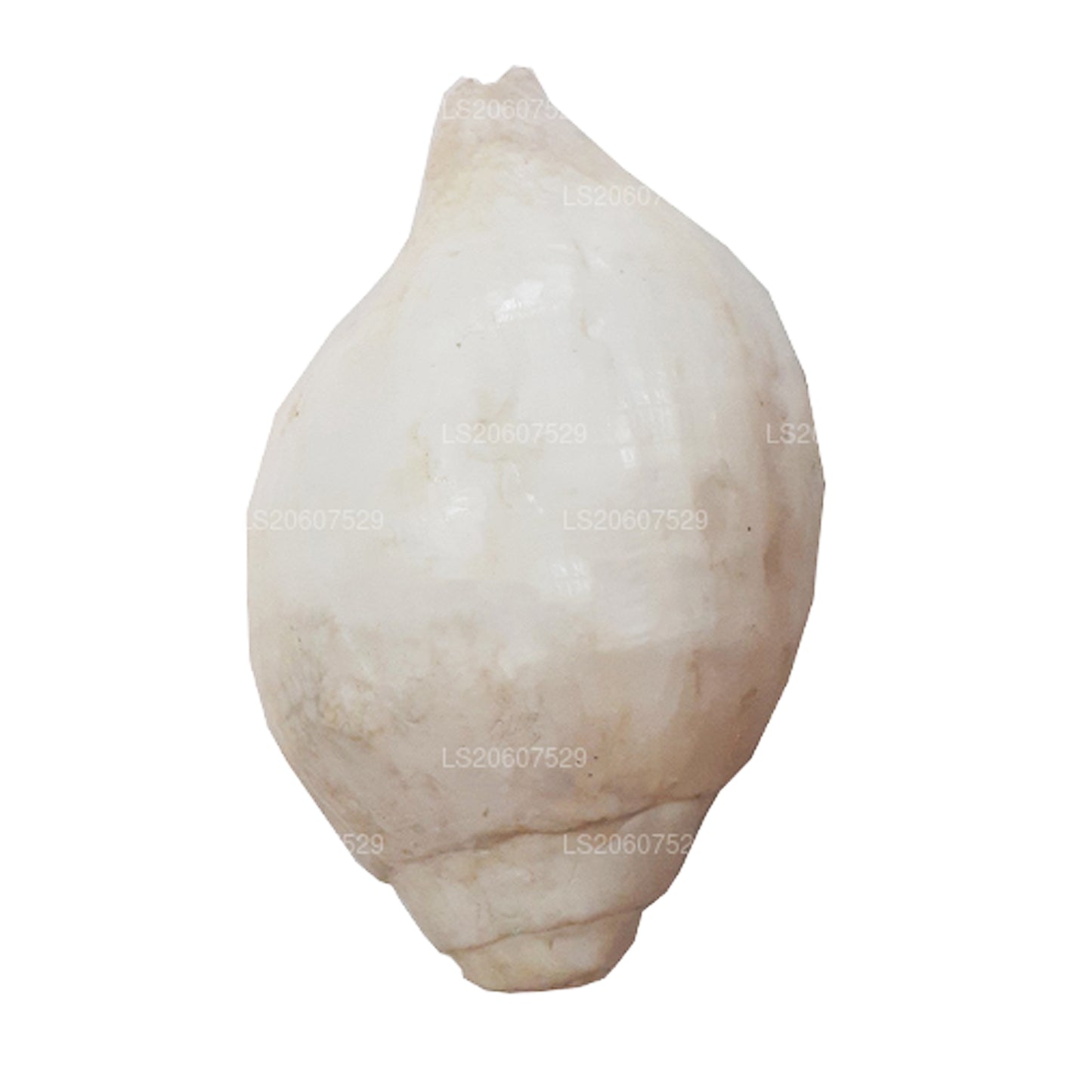 Lakpura Sri Lanki Hakgediya