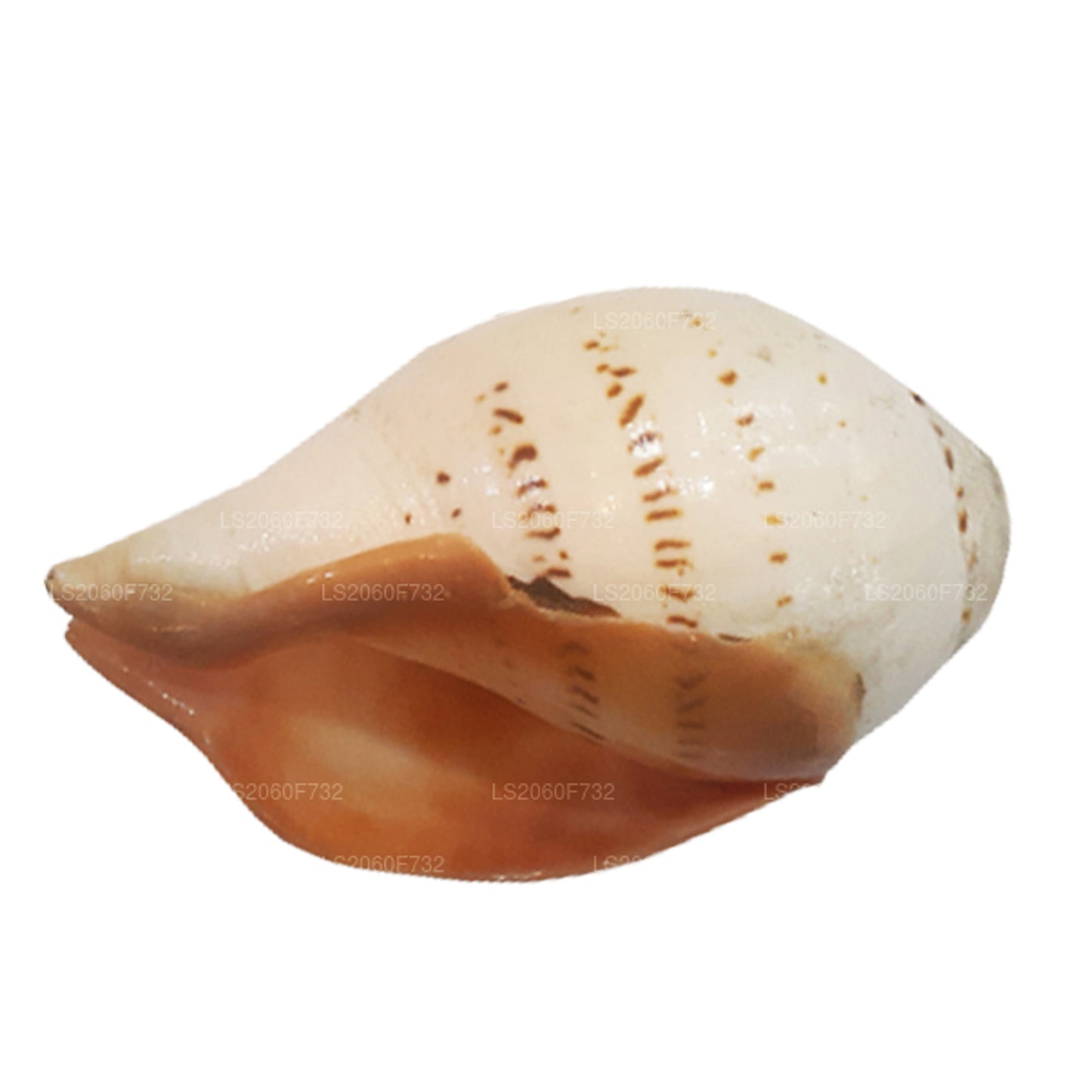 Lakpura Sri Lanki Hakgediya