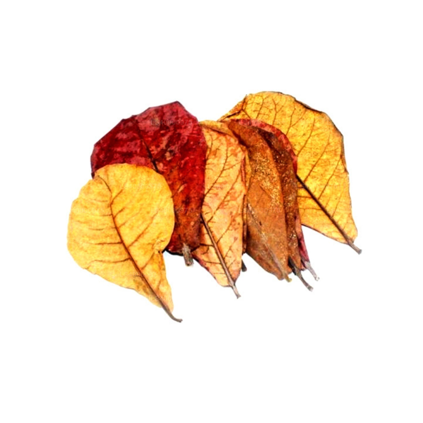 Lakpura Odwodniona (Kottan, Kottamba, Migdał Indyjski) Terminalia catappa 100 liści (100g)