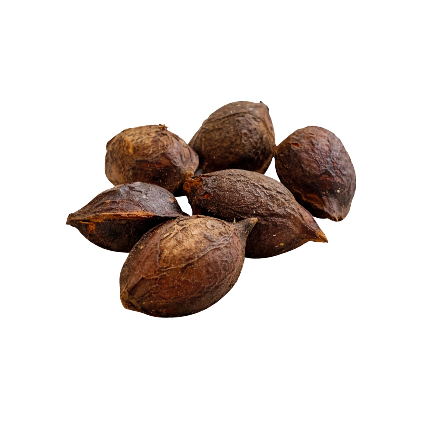Lakpura® Terminalia Catappa (Kottamba) Całe Nasiona