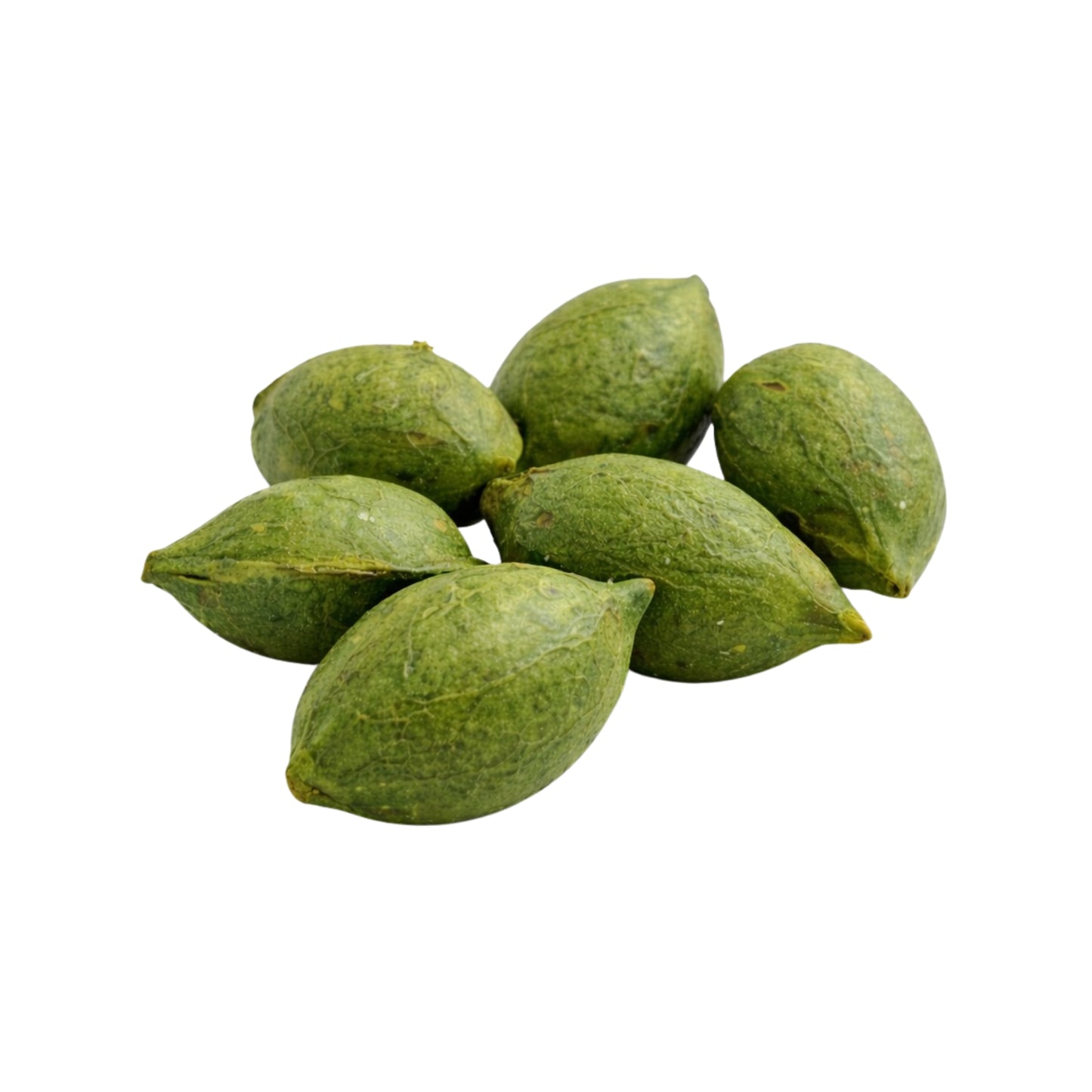 Lakpura® Terminalia Catappa (Kottamba) Całe Nasiona