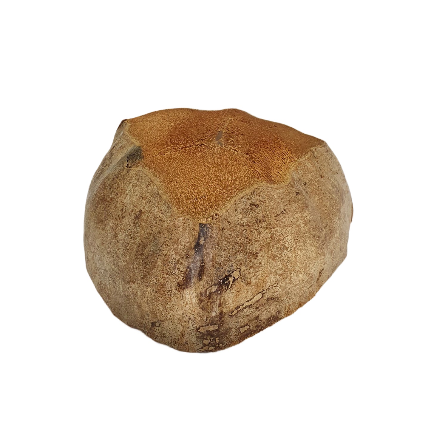 Projekt doniczki do sadzenia naturalnego kokosa Bivenro (bezpłatny rozmiar)