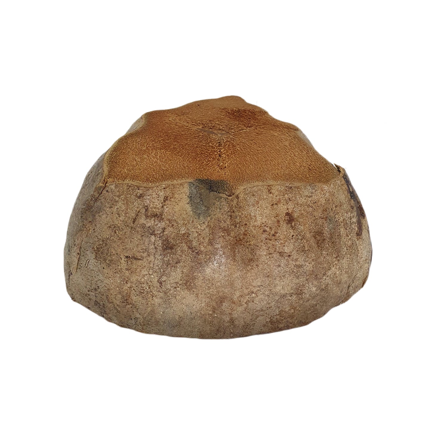 Projekt doniczki do sadzenia naturalnego kokosa Bivenro (bezpłatny rozmiar)