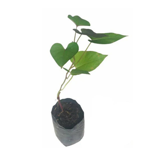 Lakpura Purple Sweet Potato Plant