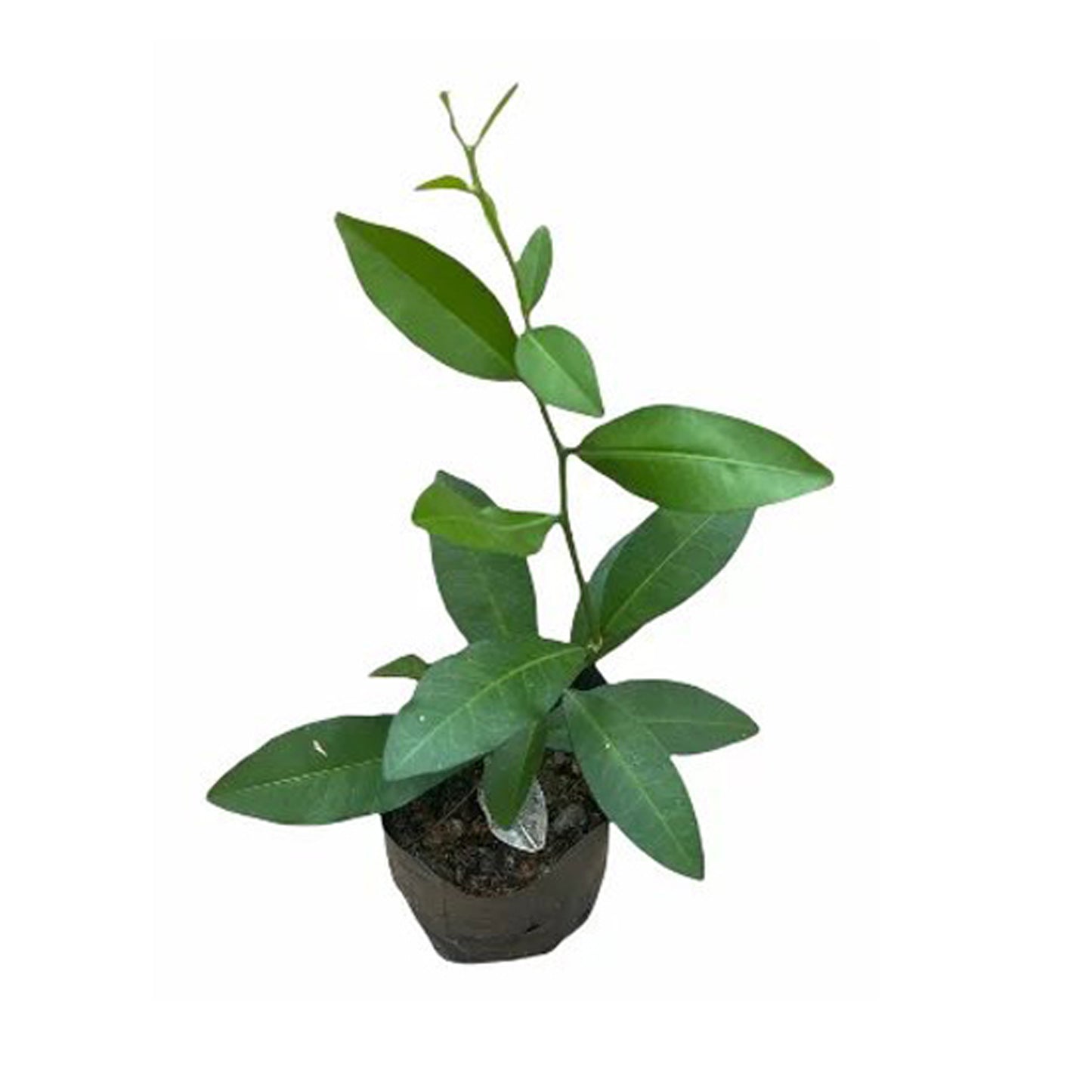 Yaki Naran () Rośliny Lecznicze