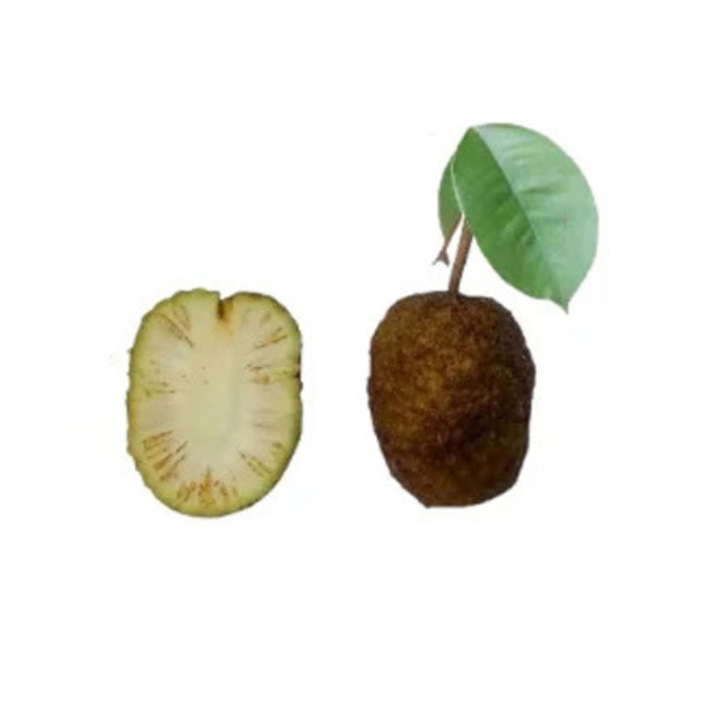 Lakpura® Bakmee Plant