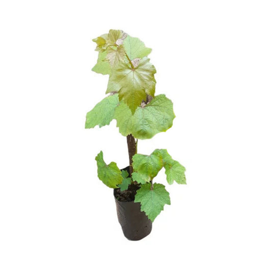 Lakpura® Isabella Grapes (Purple) Fruit Plant