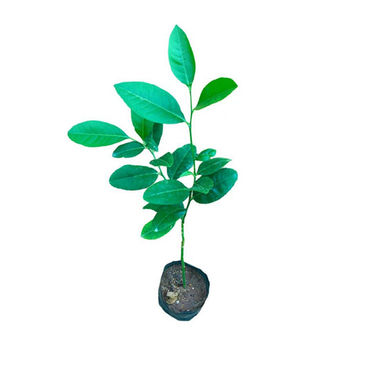 Lakpura Long Lemon Plant