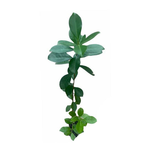 Lakpura czerwona chińska roślina owocowa guawy