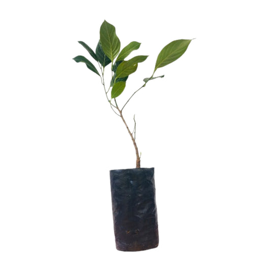 Thai Red Jackfruit Grafted Plant