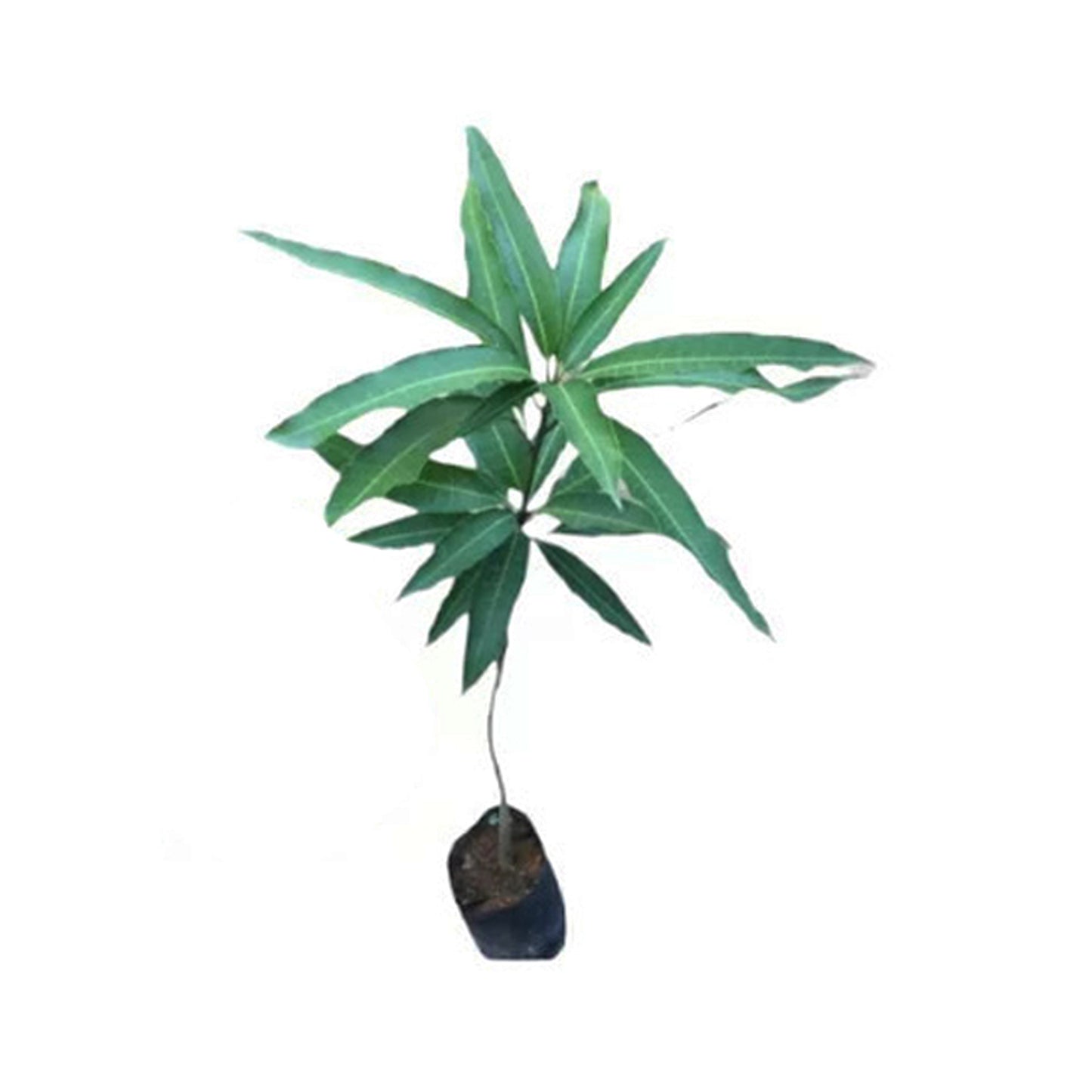 Lakpura® Yellow Mango Plant