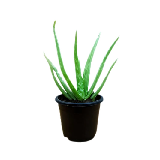 Lakpura Roślina Aloe Vera (Komarika)