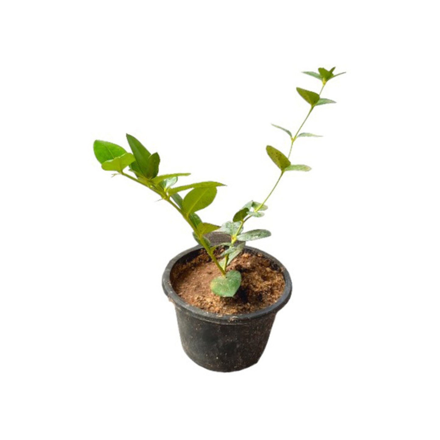 Lakpura® Sweet Jamson Layered Plant