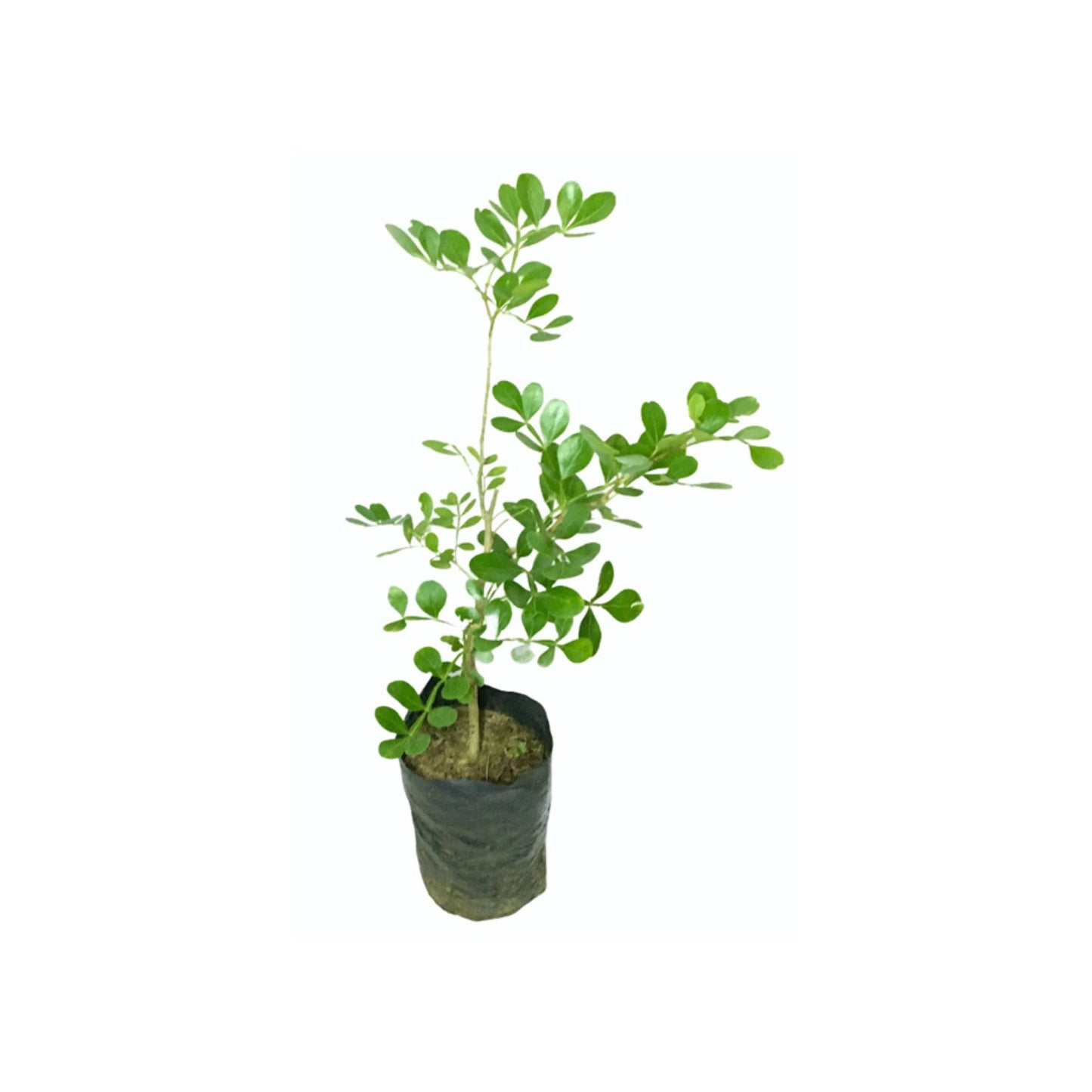 Lakpura® Wood-Apple Grafted Plant