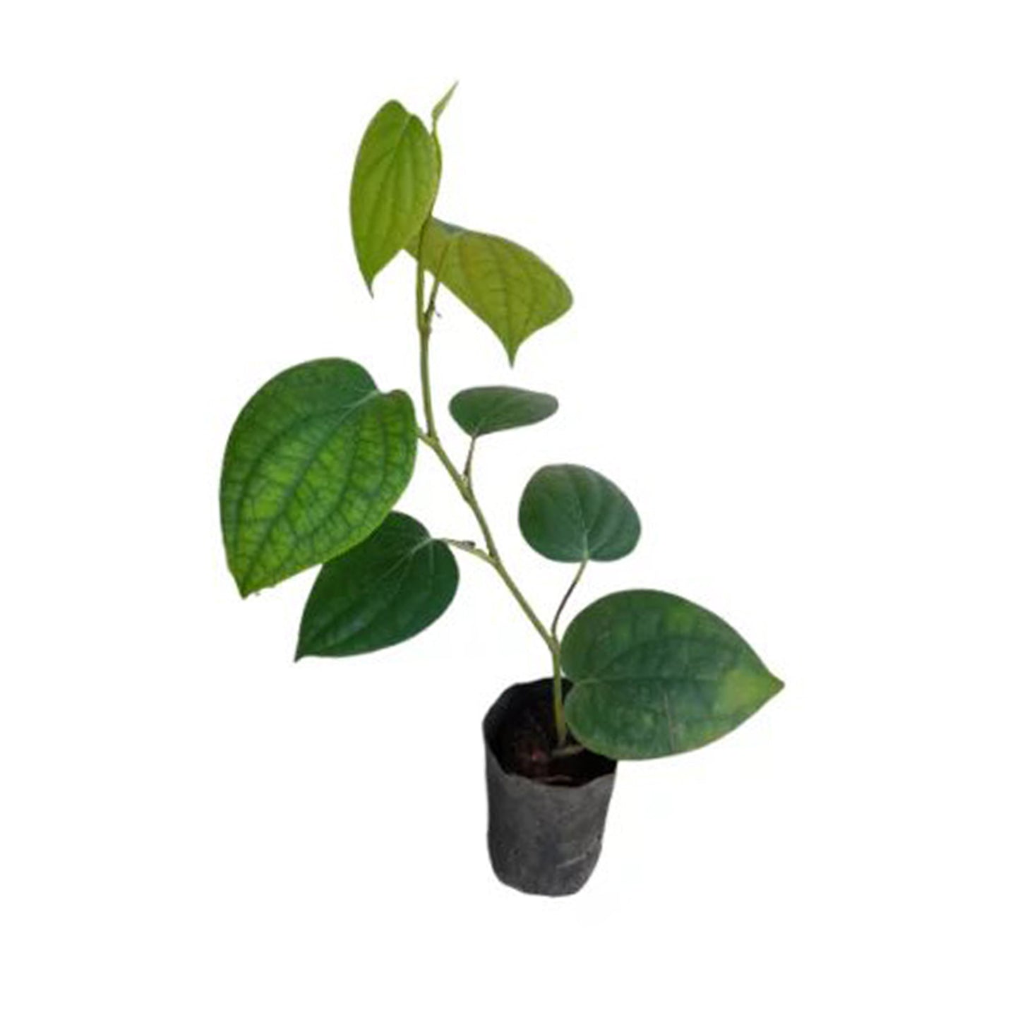 Rośliny pieprzu winorośli Lakpura® (Wel Gammiris)